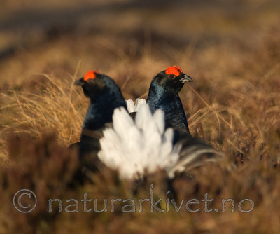 BB 08 0116 / Tetrao tetrix / Orrfugl